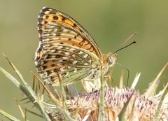 Argynnis elisa