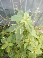 Impatiens parviflora