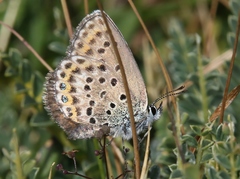 Plebejus bellieri