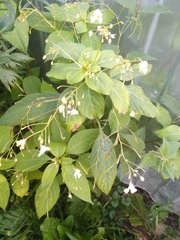 Impatiens parviflora