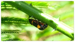 Cosmoscarta abdominalis