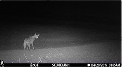 Hyaena hyaena