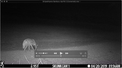 Hyaena hyaena