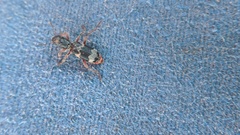 Thanasimus undatulus