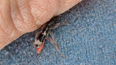 Thanasimus undatulus