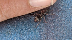 Thanasimus undatulus