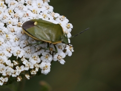 Chlorochroa juniperina