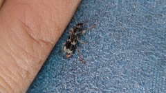 Thanasimus undatulus