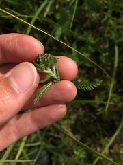 Achillea apiculata