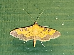 Diacme elealis