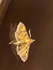 Diacme elealis