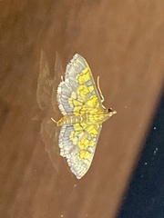 Diacme elealis
