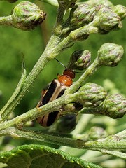 Zonitis bilineata