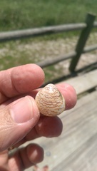 Laevicardium mortoni