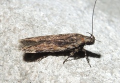 Filatima