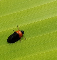 Phymatostetha deschampsi