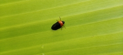 Phymatostetha deschampsi