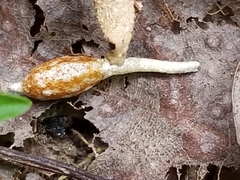 Ophiocordycipitaceae