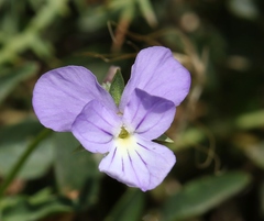 Viola corsica limbarae