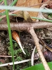 Ophiocordycipitaceae