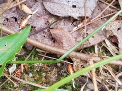 Ophiocordycipitaceae