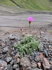 Psephellus caucasicus