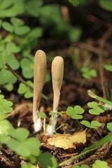 Clavariadelphus ligula