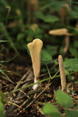 Clavariadelphus ligula