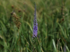 Veronica barrelieri