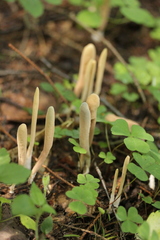 Clavariadelphus ligula