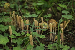 Clavariadelphus ligula