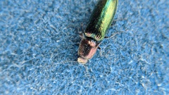 Nitidolimonius resplendens