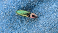 Nitidolimonius resplendens