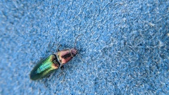 Nitidolimonius resplendens