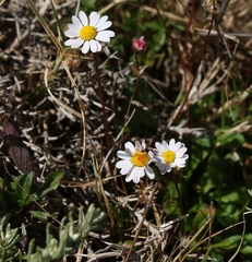 Bellium bellidioides