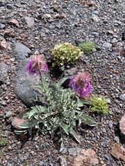 Psephellus caucasicus