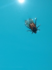 Anisoplia austriaca