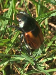 Anisoplia austriaca