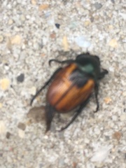 Anisoplia austriaca