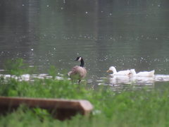 Branta canadensis