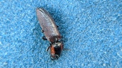 Acteniceromorphus volitans