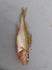 Gymnocephalus cernua