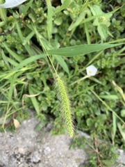 Setaria viridis