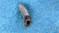 Acteniceromorphus volitans