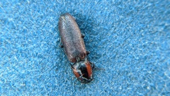 Acteniceromorphus volitans