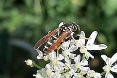 Polistes dominula
