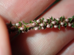 Epacris microphylla