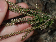 Epacris microphylla