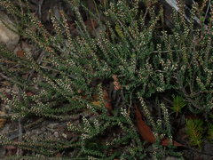 Epacris microphylla