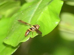 Orphnabaccha jactator